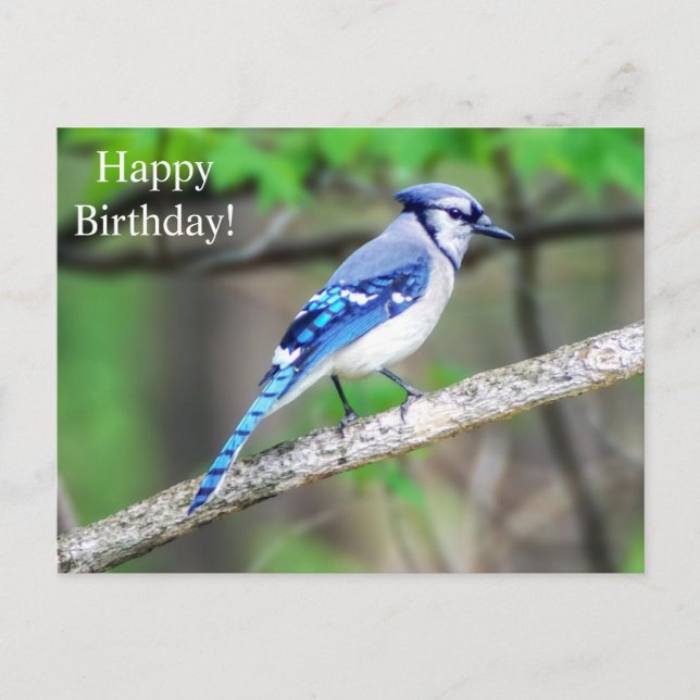 Happy Birthday Blue Jay Postcard (Front)