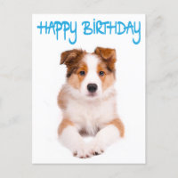 Happy Birthday Border Collie Puppy Dog Post Card
