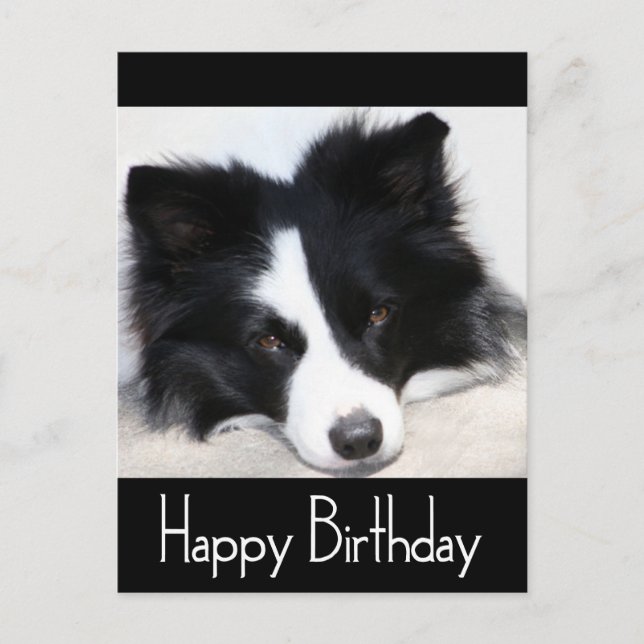 Happy Birthday Border Collie Puppy Dog Post Card (Front)