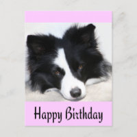 Happy Birthday Border Collie Puppy Dog Post Card
