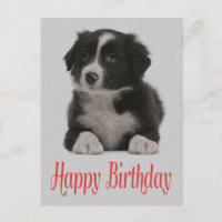 Happy Birthday Border Collie Puppy Dog Post Card
