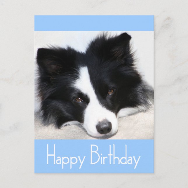 Happy Birthday Border Collie Puppy Dog Post Card (Front)