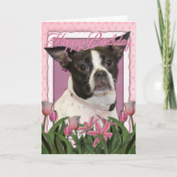 Happy Birthday - Boston & Rat Terrier - Jazy