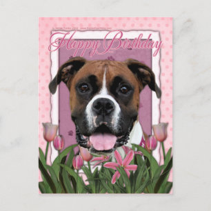 Happy Birthday - Boxer - Vindy Postcard