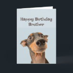 Happy Birthday Brother Fun Dog Grumpy Old Man Card<br><div class="desc">Happy Birthday Grumpy Old Man Brother  cute traumatized looking dog</div>