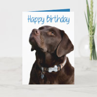 Happy Birthday Brown Labrador Retriever Puppy Card