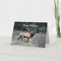 Happy Birthday, Bull Elk Bugling