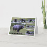 Happy Birthday Cape Buffalo Mud Bath