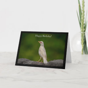 Happy Birthday Card Eastern Albino Robin