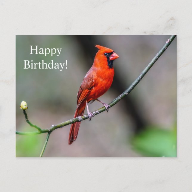 Happy Birthday Cardinal Postcard (Front)