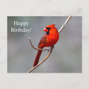 Happy Birthday Cardinal Postcard