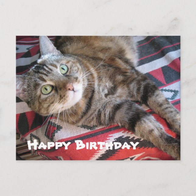Happy Birthday Cat Postcard (Front)