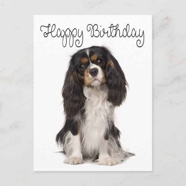 Happy Birthday Cavalier King Charles Spaniel Postcard (Front)