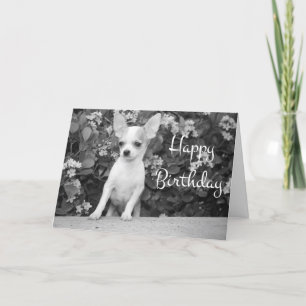 Happy Birthday Chihuahua Puppy Dog Greeting Card