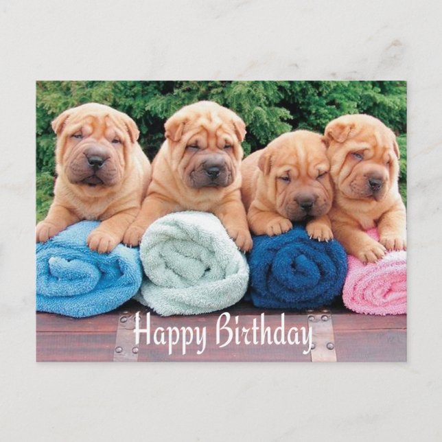 Happy Birthday Chinese Shar Pei Puppy Dog Postcard (Front)