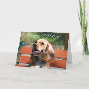 Happy Birthday Cocker Spaniel greeting card