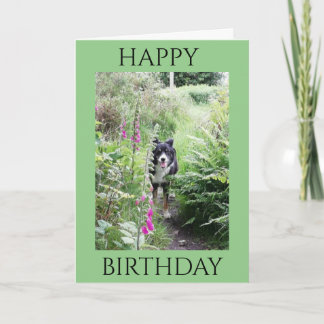 'Happy Birthday' Collie and Foxgloves Quality Card