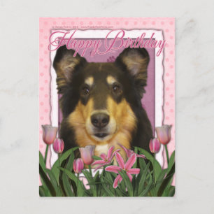 Happy Birthday - Collie - Caroline Postcard