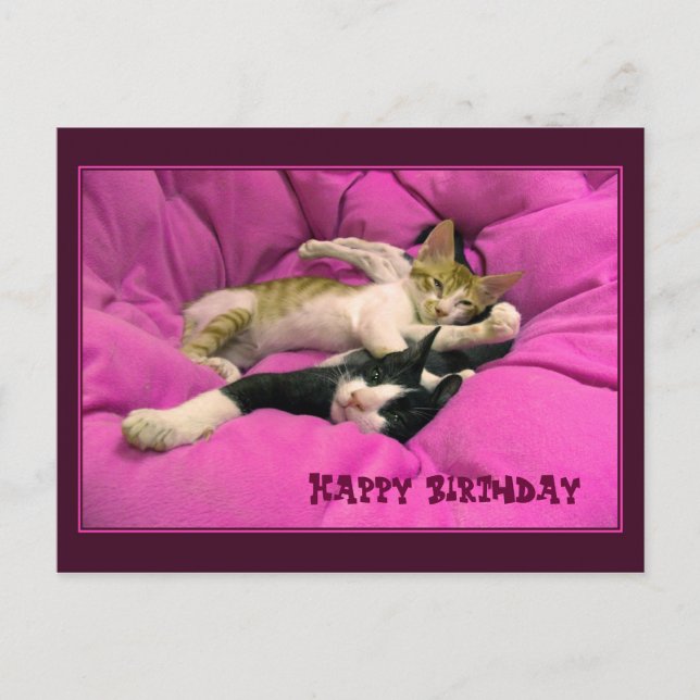 Happy Birthday cute cats Postcard (Front)