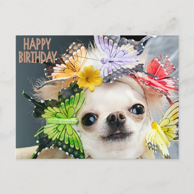 Happy Birthday Cute Funny Dog  Holiday Postcard (Front)