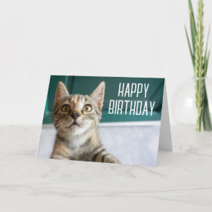 Happy Birthday Cute Tabby Kitten Card