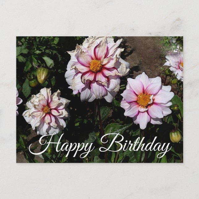Happy Birthday Dahlia Edge of Joy #1 Postcard (Front)