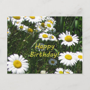 Happy Birthday Daisies Postcard