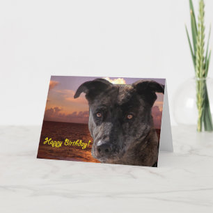 Happy Birthday Dog Card