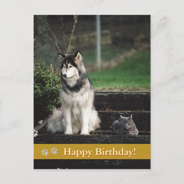 Happy Birthday! - dog & cat postcard (Front)