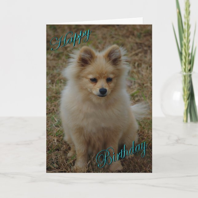 Happy Birthday Dog Pomeranian Birthday wishes Card (Front)
