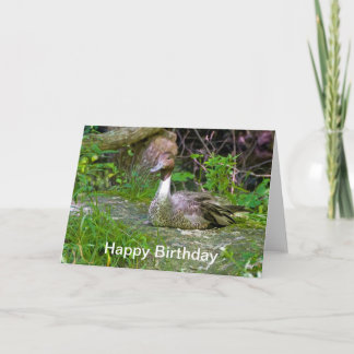 Happy Birthday, Duck ,Greeting Card