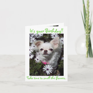Happy Birthday for Dogs Card