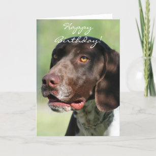 happy birthday german shorthaired pointer