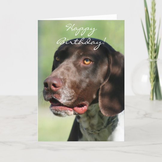 happy birthday german shorthaired pointer
