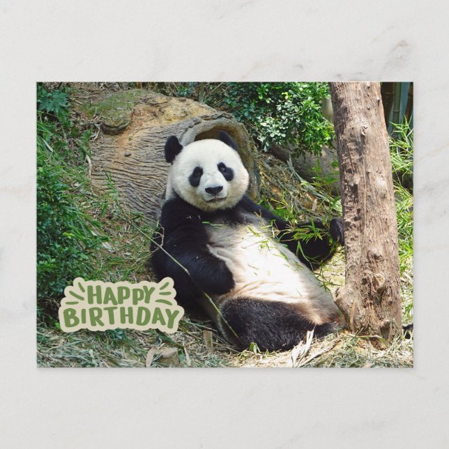 Happy Birthday Giant Panda Bear  Postcard (Front)