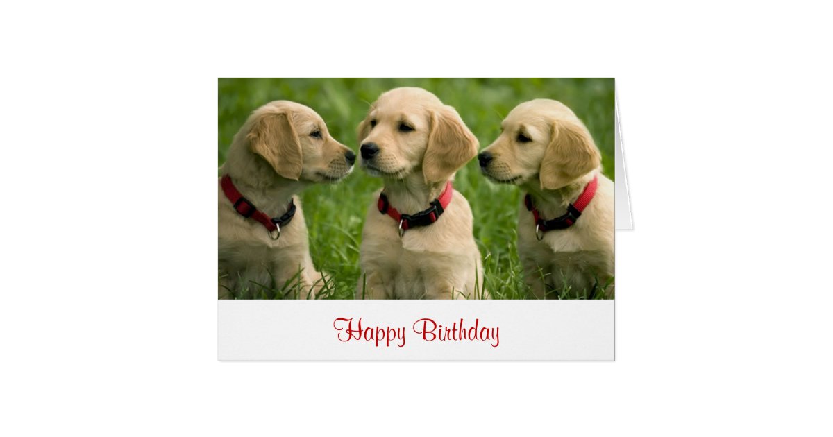 happy_birthday_golden_retriever_puppies_note_card r8d32f729cc504cdfabde71d1735f6878_xvuak_8byvr_630