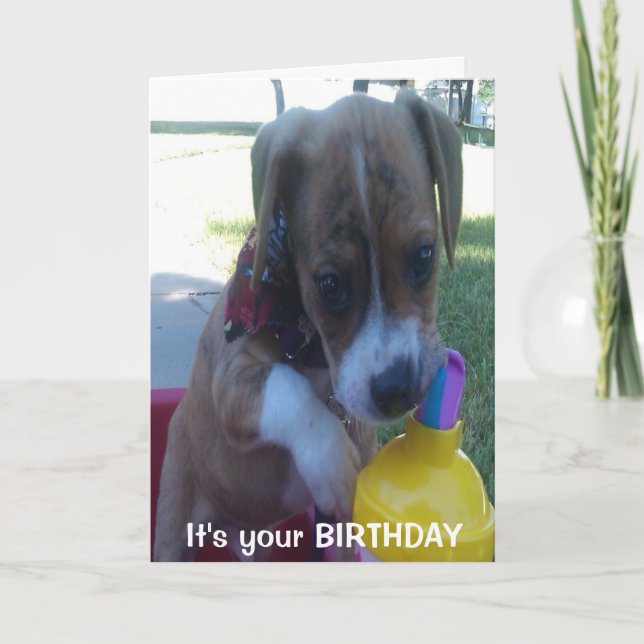Happy Birthday greeting card puppy drinking (Front)