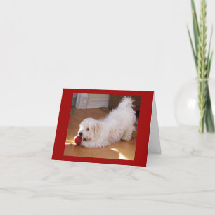 Happy Birthday - Havanese Puppy Card