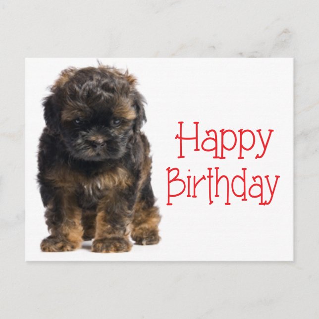Happy Birthday Havanese Puppy Dog Postcard (Front)