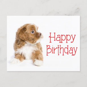 Happy Birthday Havanese Puppy Dog Postcard