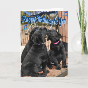 Happy Birthday Honour Litter Trio Card