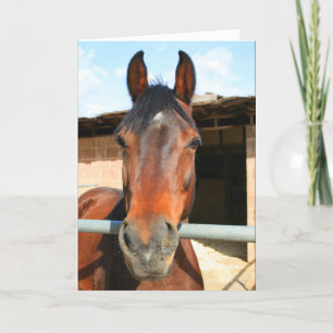 Happy Birthday horse greeting card