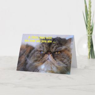 Happy Birthday Humour Calico Persian Kitty Card