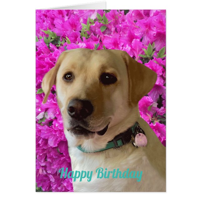 Happy Birthday, Labrador Dog Pink Flower, Adorable (Front)