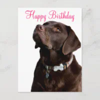 Birthday labrador store