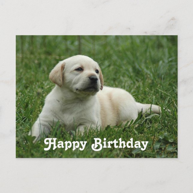 Happy Birthday Labrador Retriever Puppy Post Card (Front)