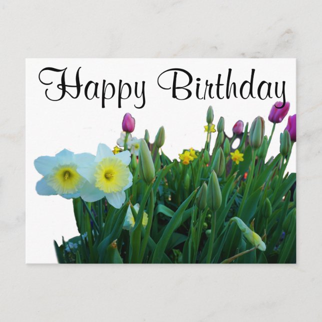 Happy Birthday Large-Cupped Daffodil #2 Postcard (Front)