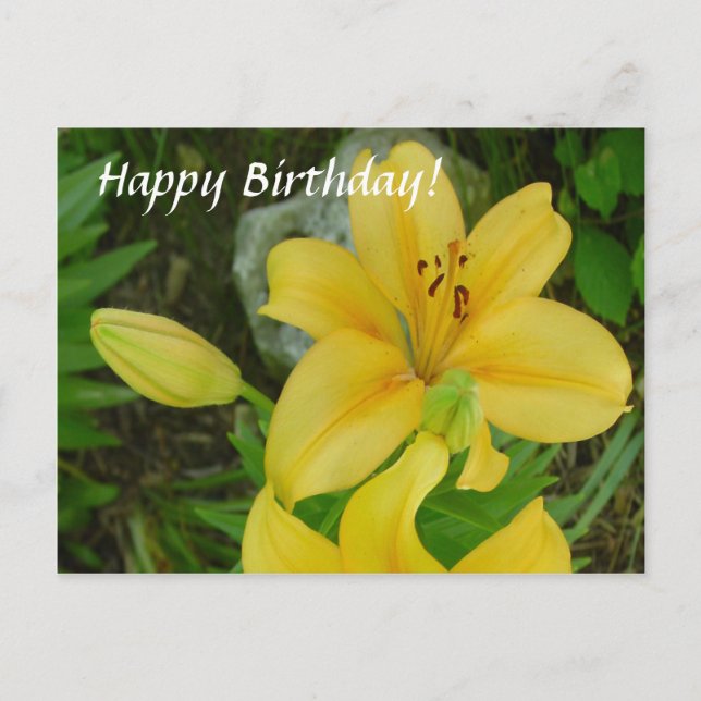 Happy Birthday Lily Postcard (Front)