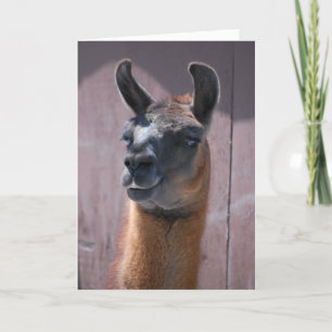 Happy Birthday  Llama Card