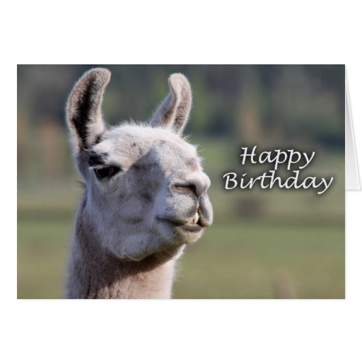 Happy Birthday llama | llama happy birthday Greeting Cards | Zazzle